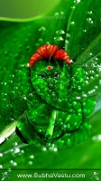 Ganesh MOBILE Wallpaper_705