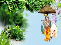 1024X768-Krishna Wallpapers_1096