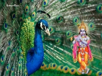 Krishna-1024X768_387