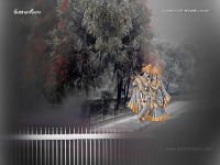 Krishna-1024X768_442