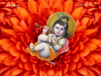 Krishna-1024X768_661