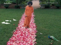 1024X768-SaiBaba_104